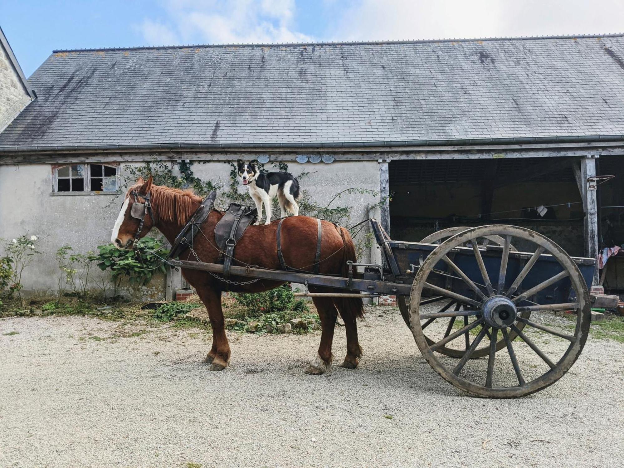Ferme De Franqueville Sainte-Marie-du-Mont  Eksteriør billede
